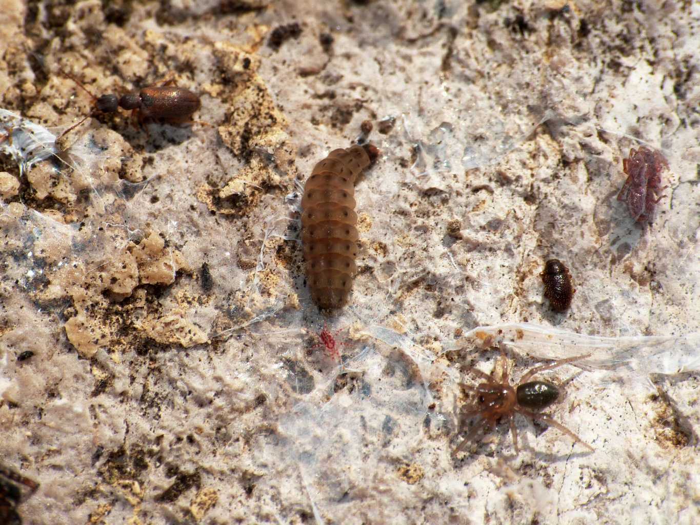 Migneauxia sp. (?) (Latridiidae) - S. Severa (RM)